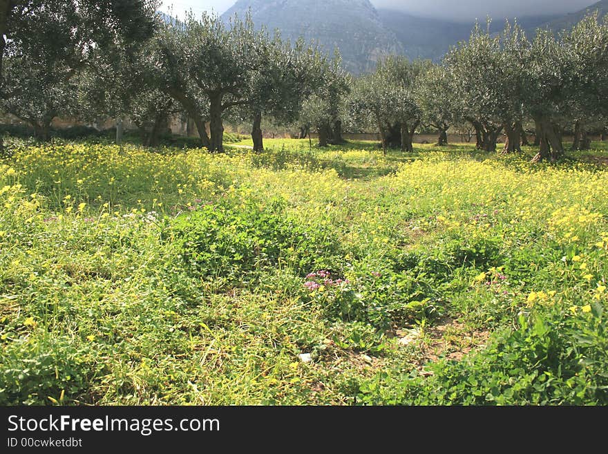 Olives Cultivation Â°Â°Â° Threes & Yellow Wild Flowers.