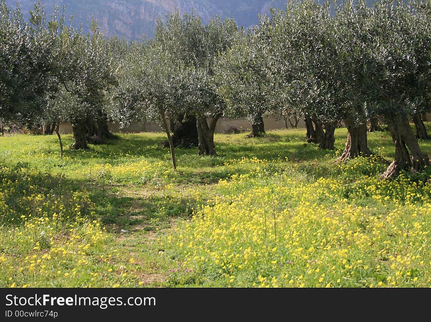 Olives Cultivation 11 Threes & Yellow wild flowers.