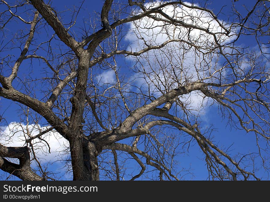 Looking Up Through Trees In Winter