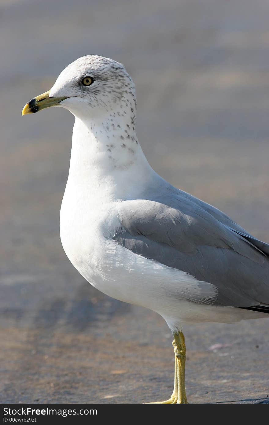 Seagull posing