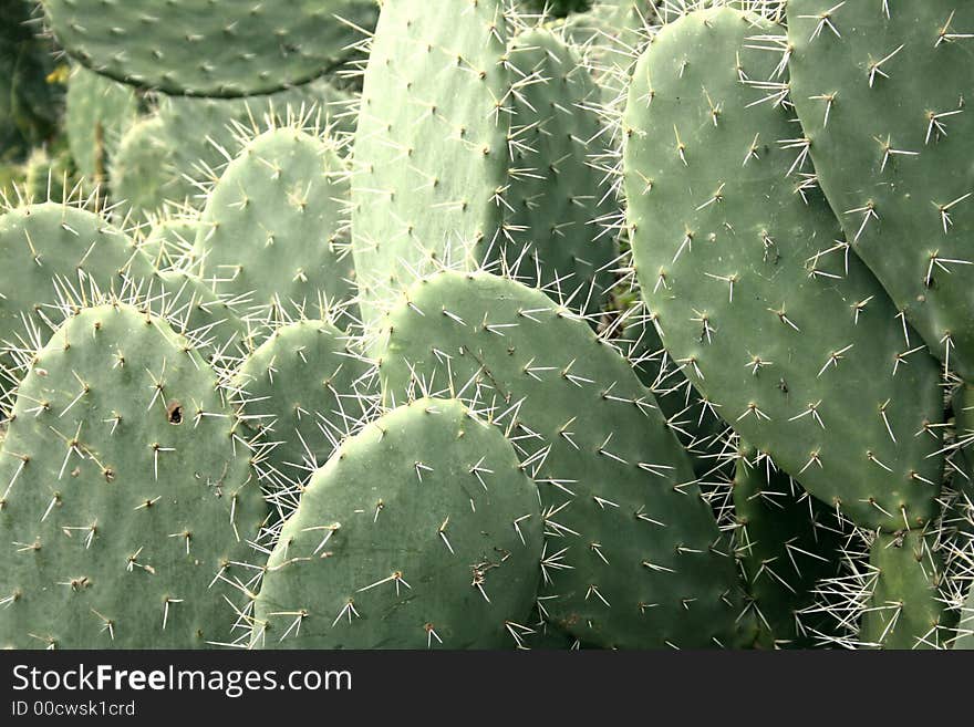 Prickly pear plants texture detail. Mediterranean vegetation. Sicily, Italy