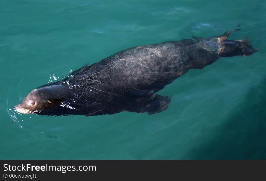 Sea Lion