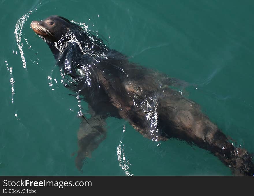 Sea Lion