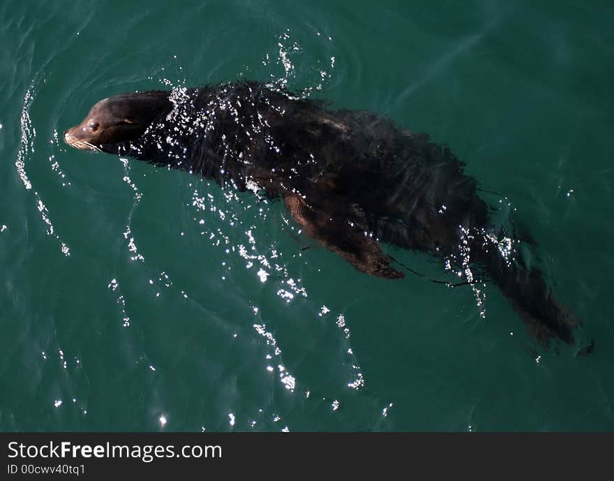 Sea Lion