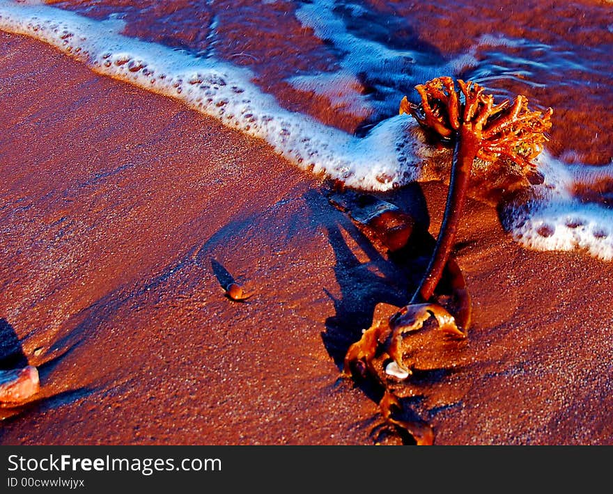 This is some plant from sea paignton england. This is some plant from sea paignton england