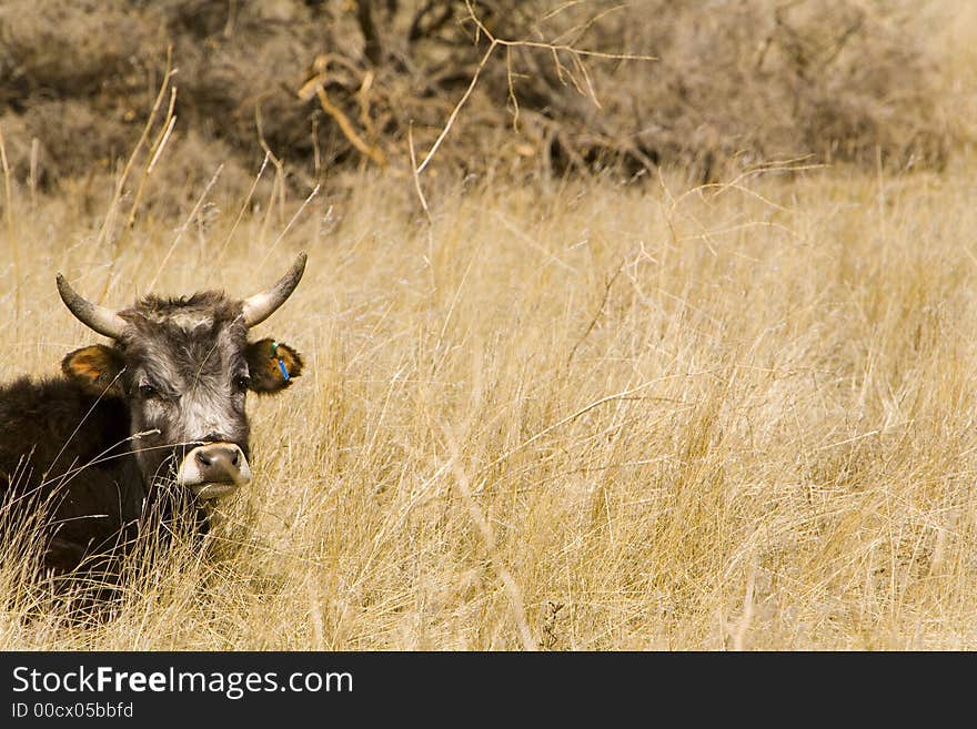 Shot of a steer in a field of grass on a Northern California ranch. Shot of a steer in a field of grass on a Northern California ranch.