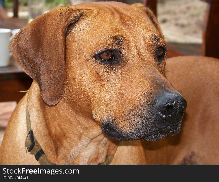 A ridgeback looking at something. A ridgeback looking at something