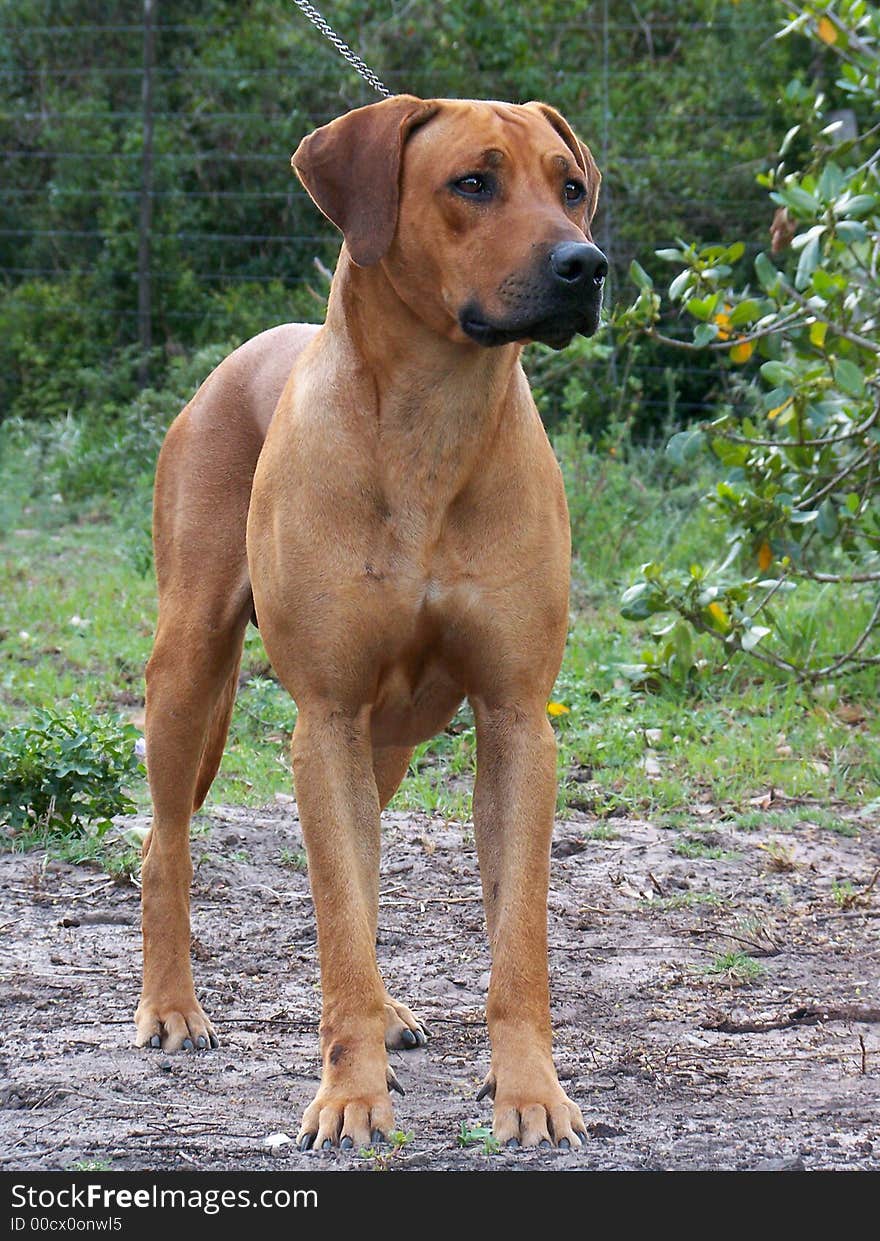 A ridgeback posing for the camera on a farm. A ridgeback posing for the camera on a farm