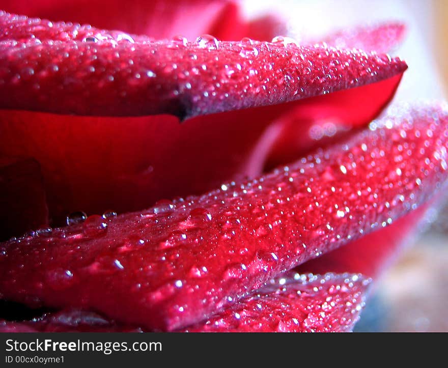 droplets of water on petal of the rose