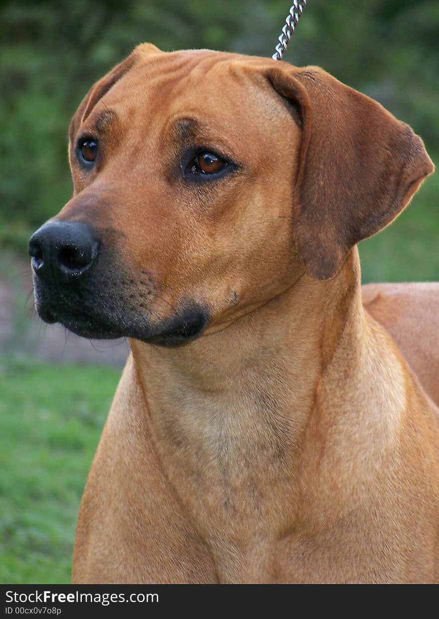 An Ridgeback posing for the camera. An Ridgeback posing for the camera