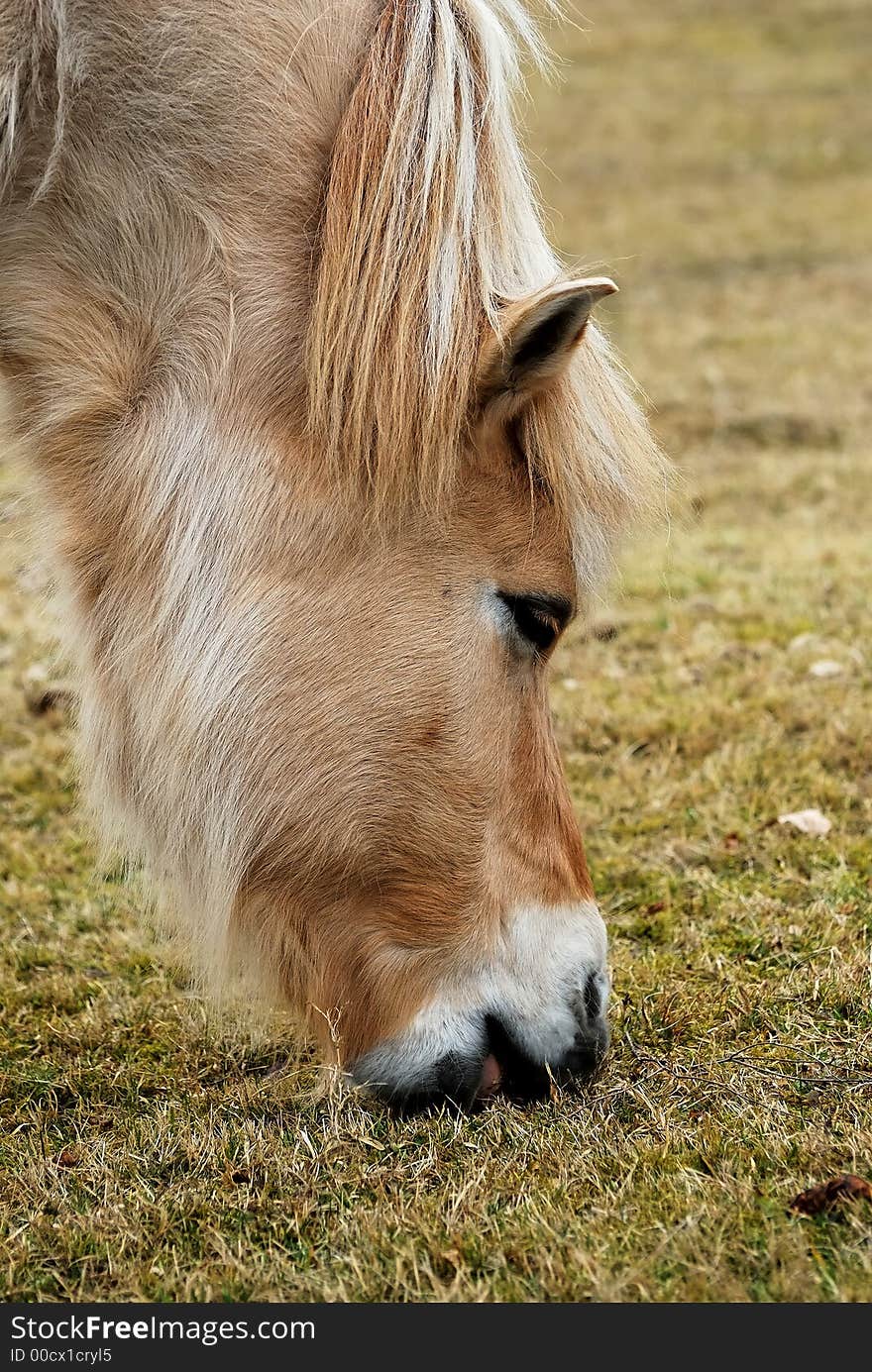 A portrait of a german haflinger horse eating grass.