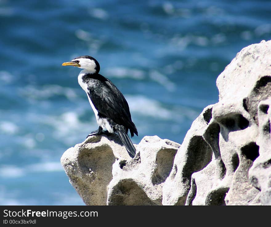 Shag on a rock near Bondi Beach, Sydney, Australia. Shag on a rock near Bondi Beach, Sydney, Australia