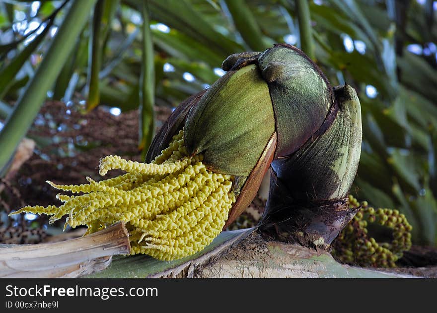 Palm Flower