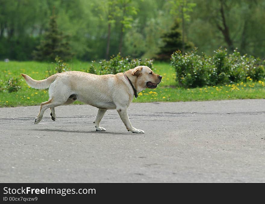 The dog quickly runs in park. The dog quickly runs in park