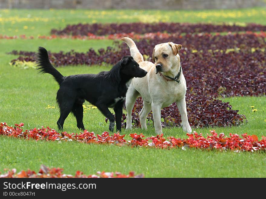 Black not purebred dog and labrador walk in park. Black not purebred dog and labrador walk in park