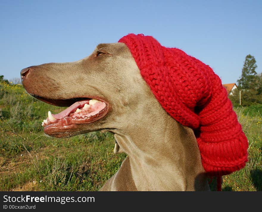 Weimaraner dog with red hat