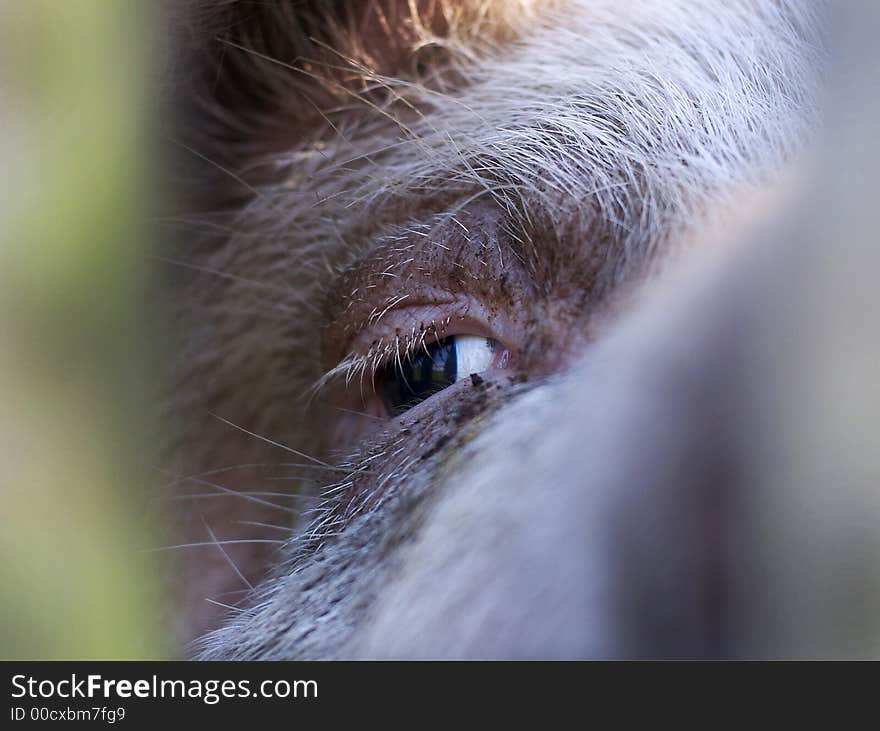 The pig on a farm, very much likes to be photographed. The pig on a farm, very much likes to be photographed