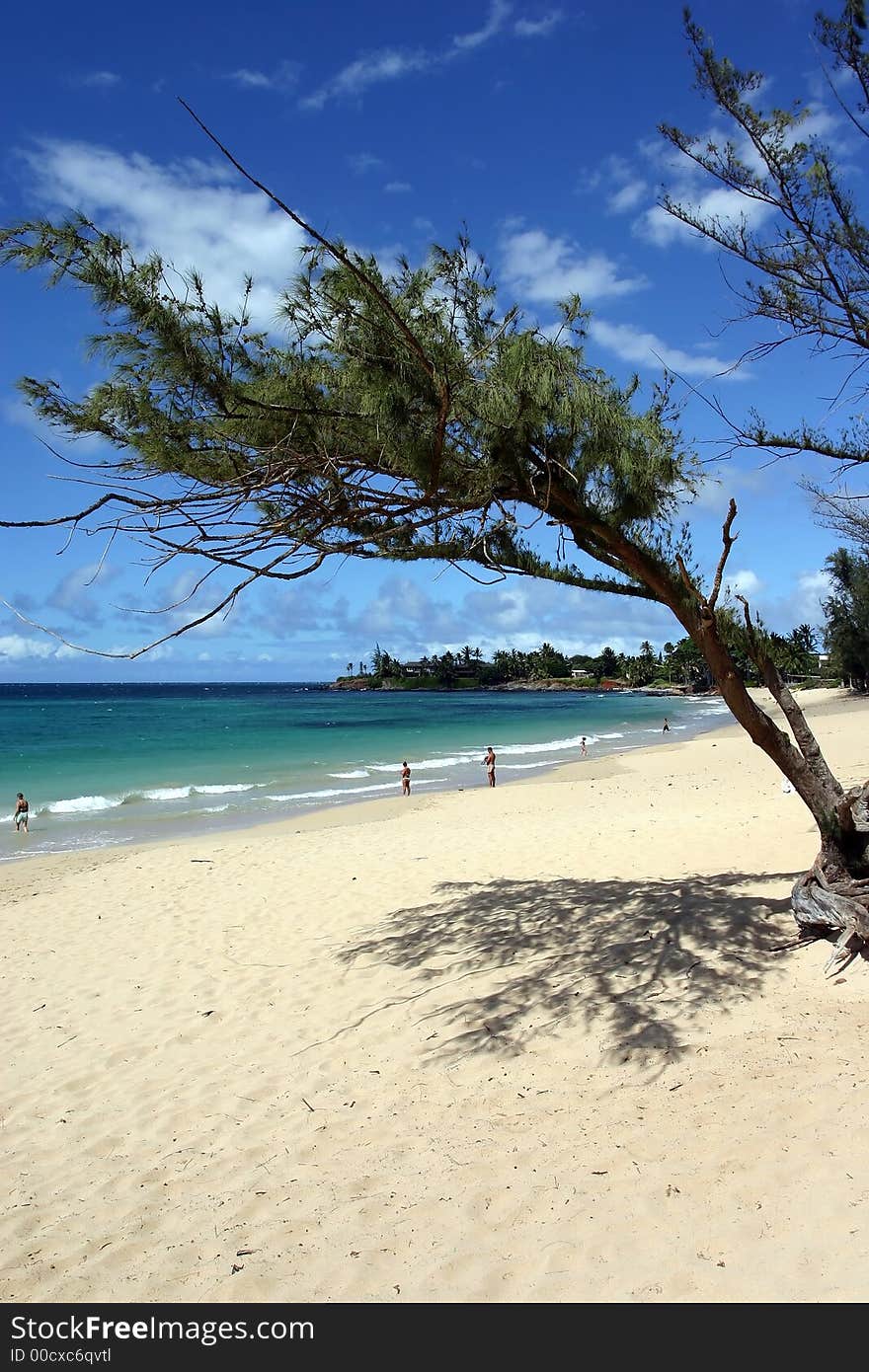 Beach Framed By A Tree