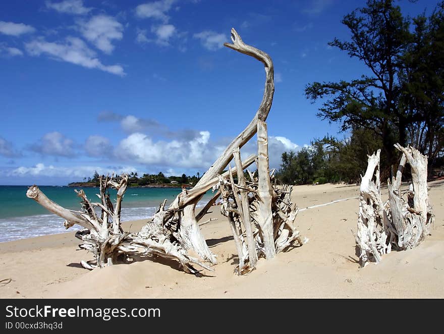 Roots at paia beach