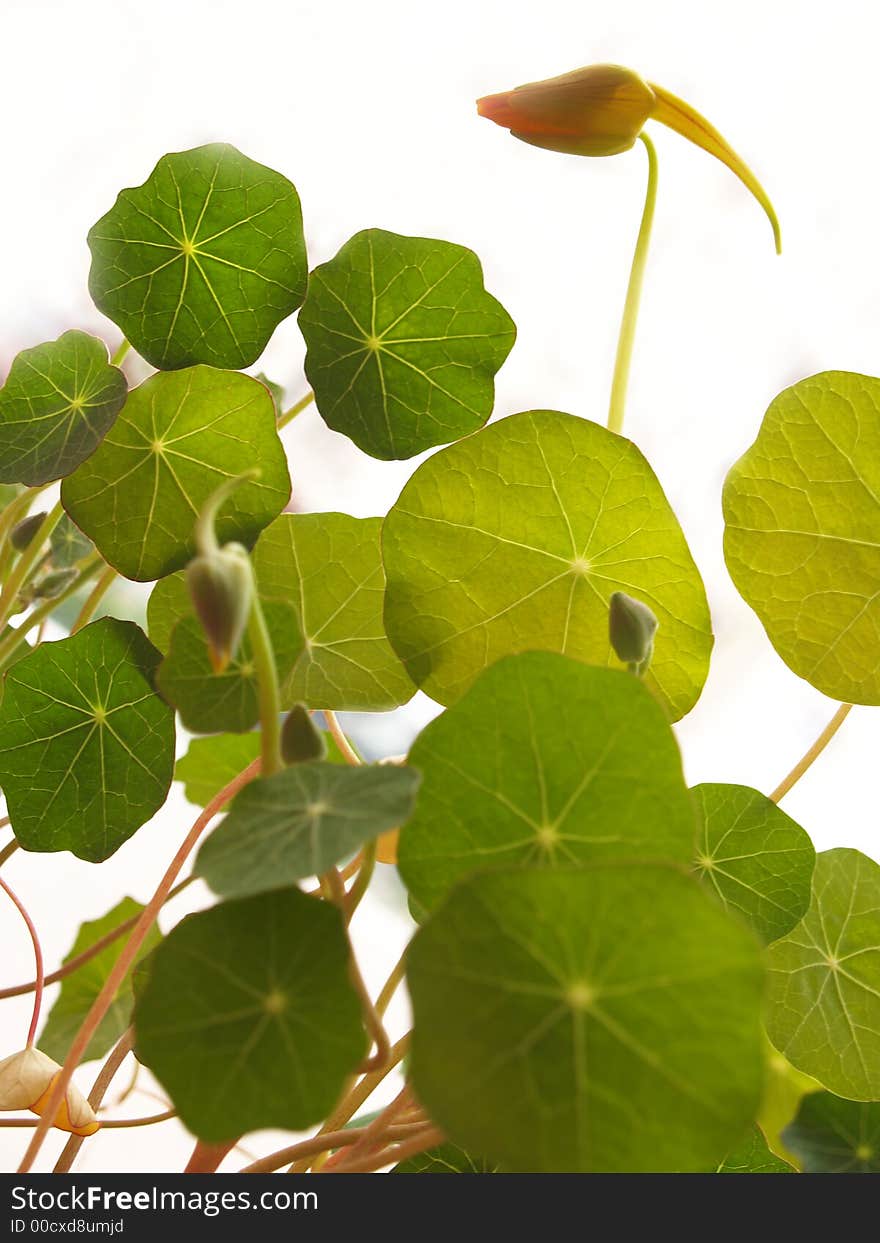 Leaves of nasturtium