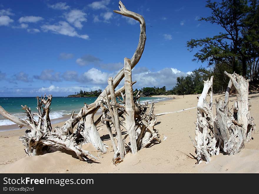 Roots at paia beach