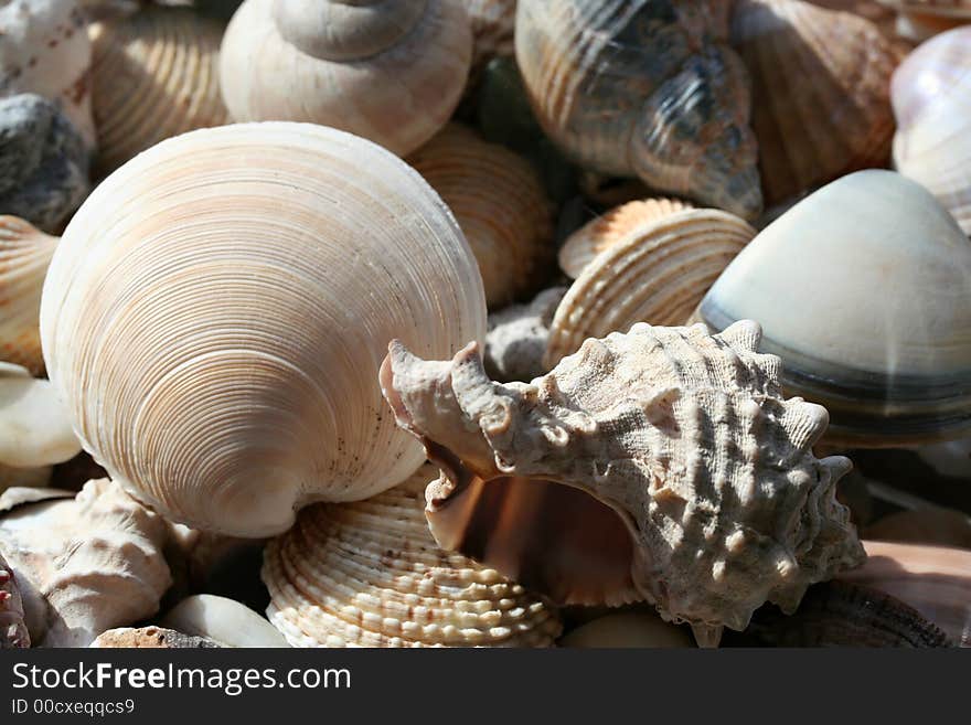 Sea shell background close up