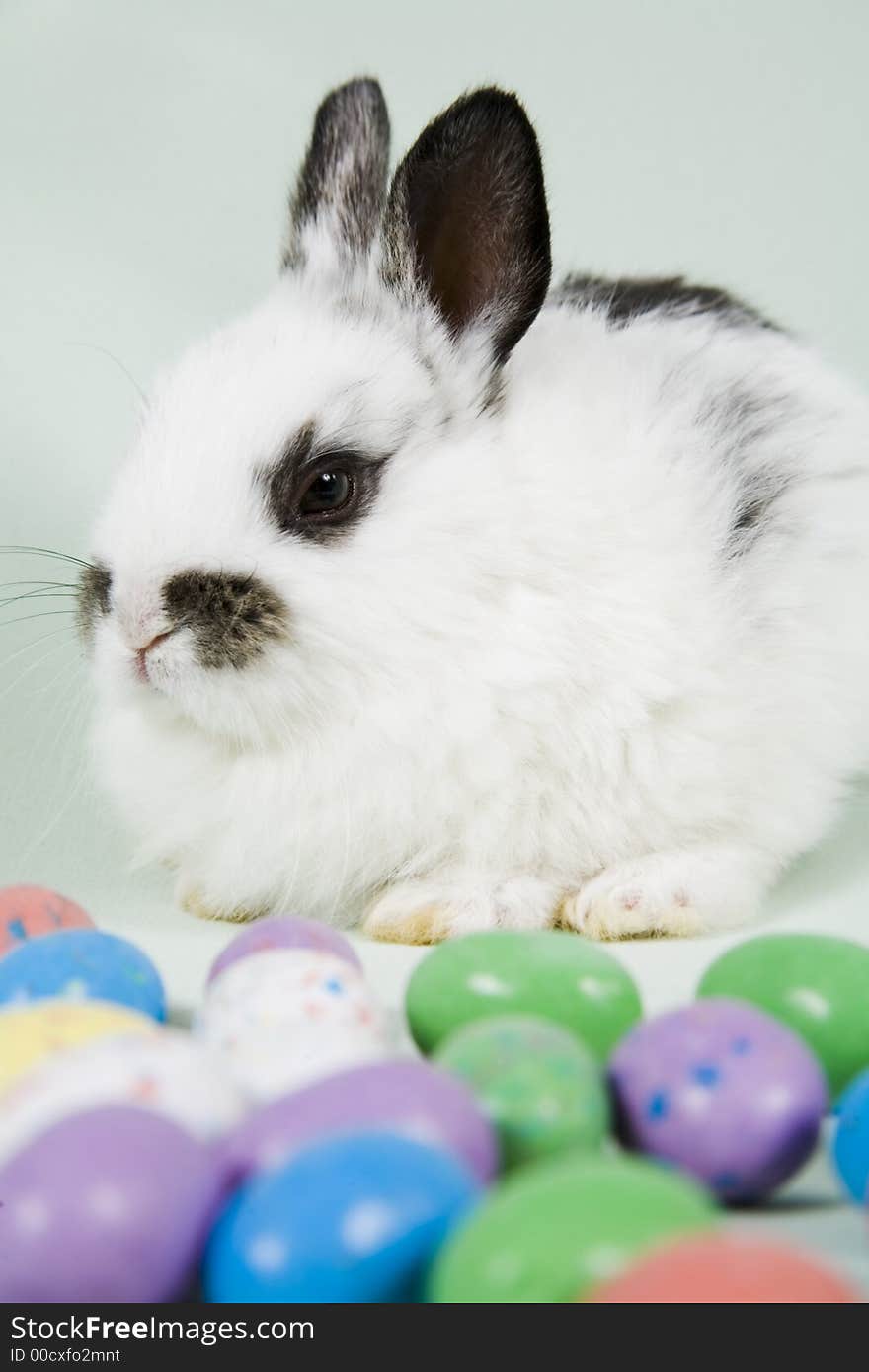 Adorable baby bunny rabbit with easter props. Adorable baby bunny rabbit with easter props