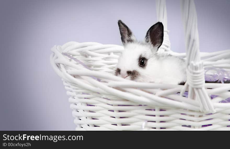 Adorable baby bunny rabbit with easter props. Adorable baby bunny rabbit with easter props