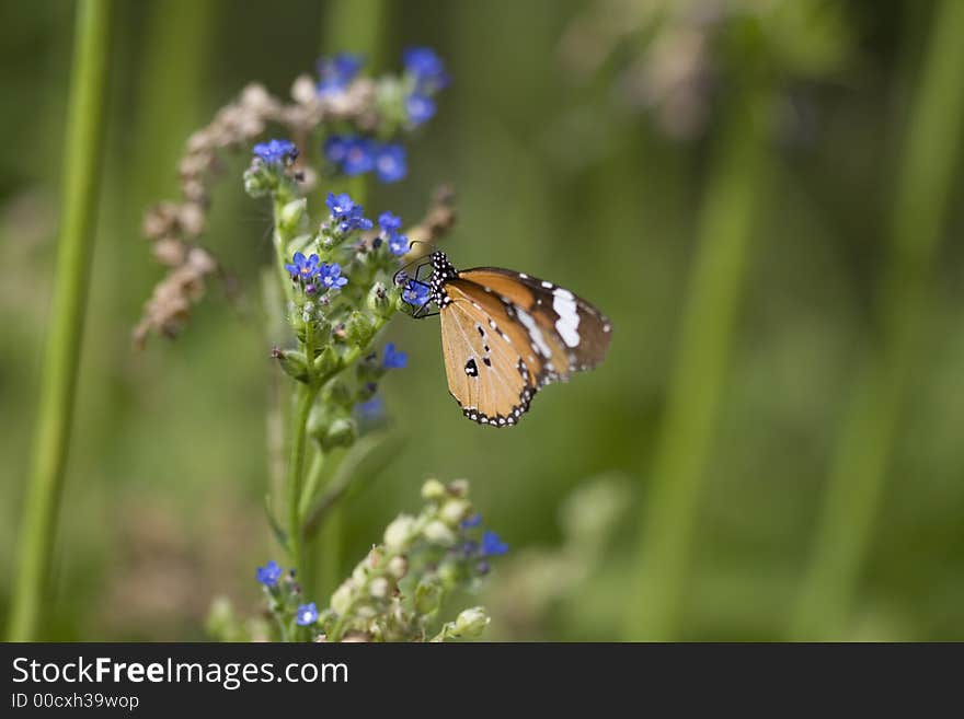 Monarch butterfly, eating from a tiny blue flower, a close up shot. Monarch butterfly, eating from a tiny blue flower, a close up shot.