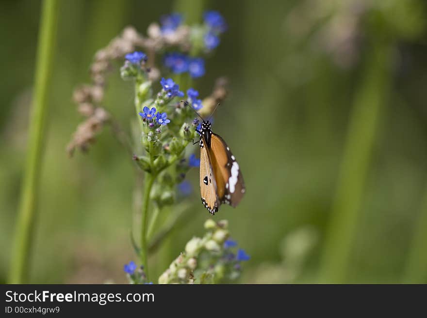 Macro of monarch butterfly