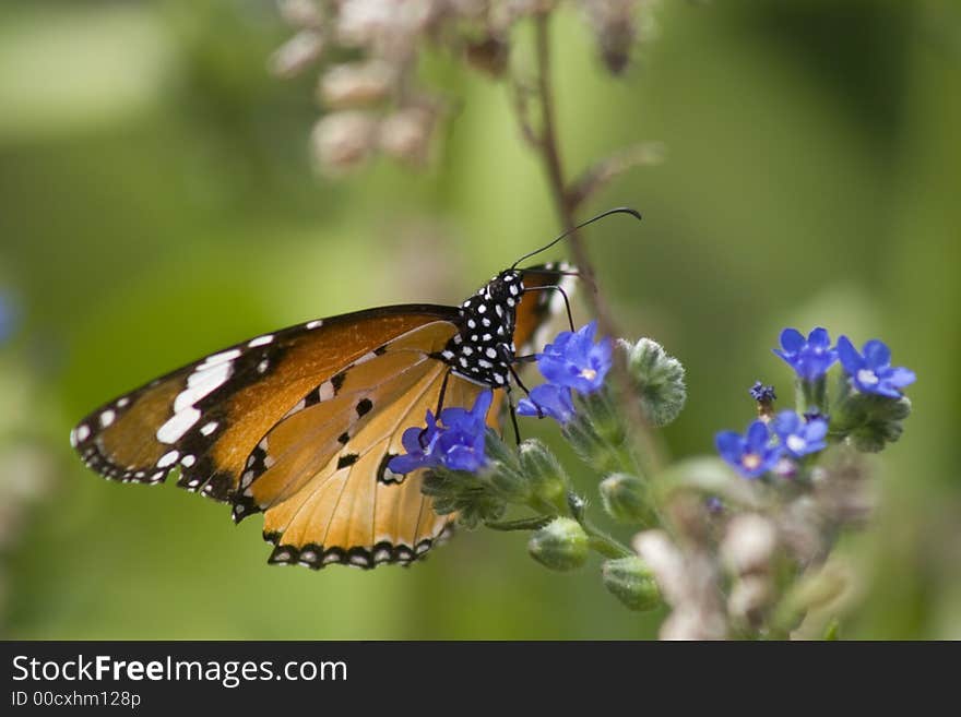 Beautiful Monarch Butterfloy On Blue Flower