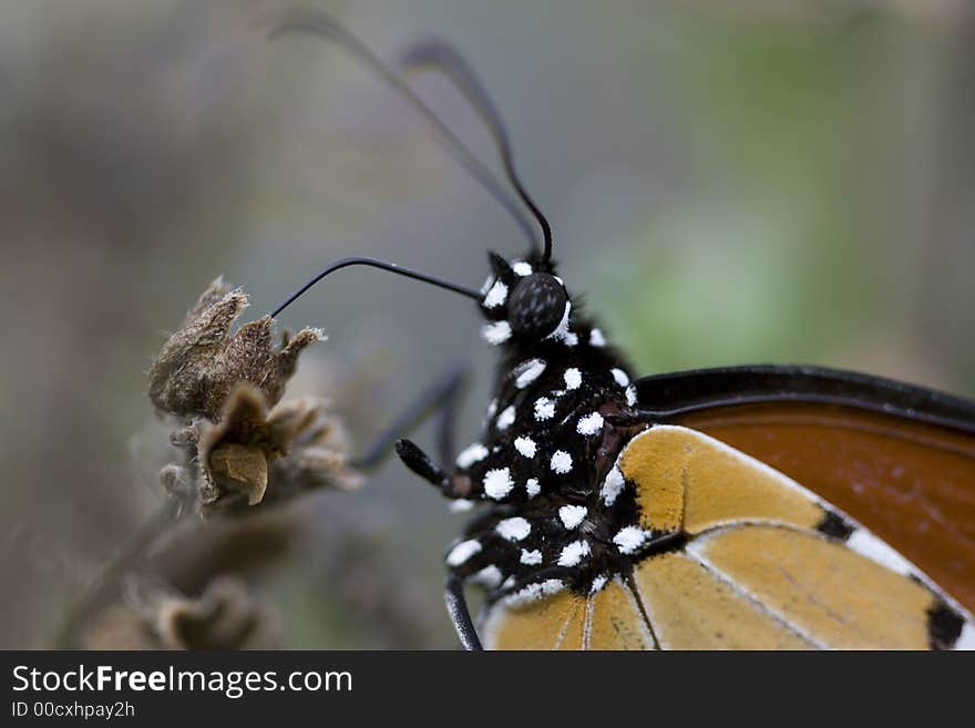 Extreme close up of Monarch butterfly - body.