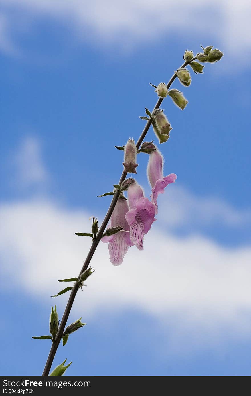 Fresh, Beautiful Fox Glove Flowers Against Blue Sky.