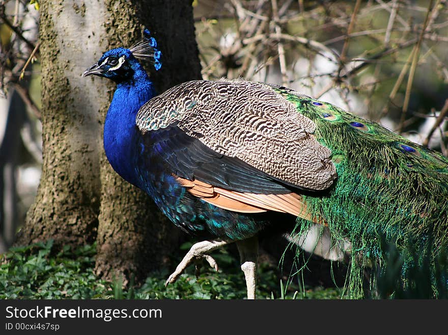 Peacock