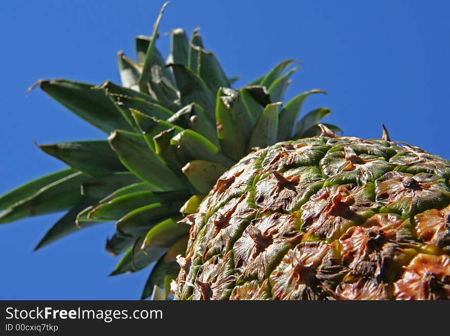 Pineapple on blue sky background