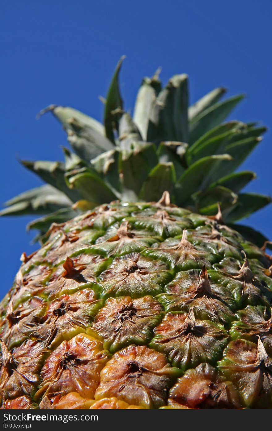 Close up of pineapple on blue sky background