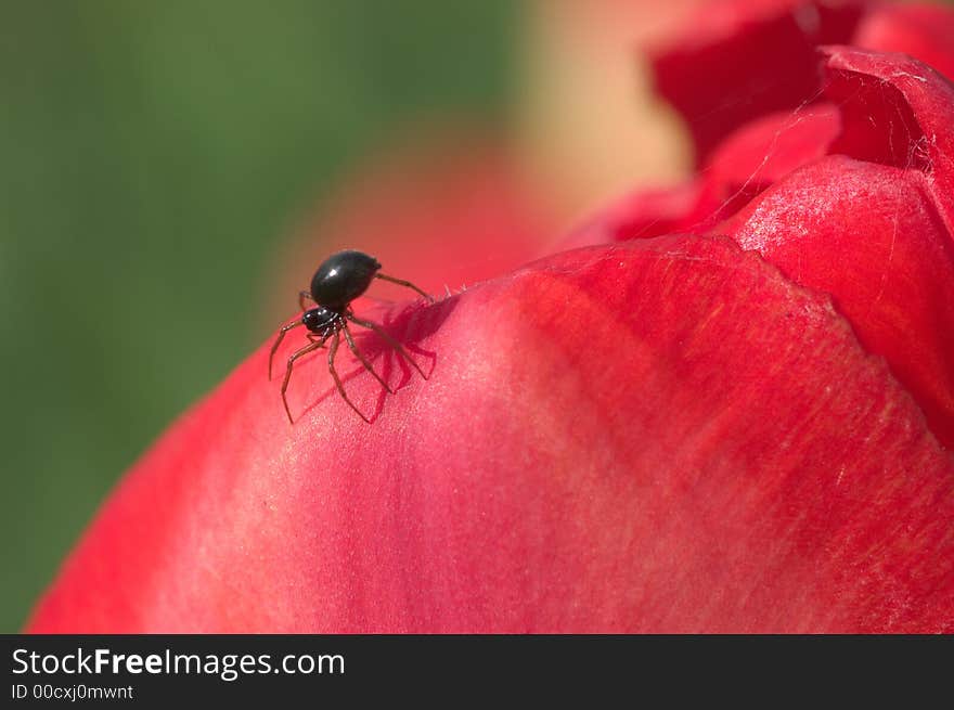 Tiny spider on tulip petal