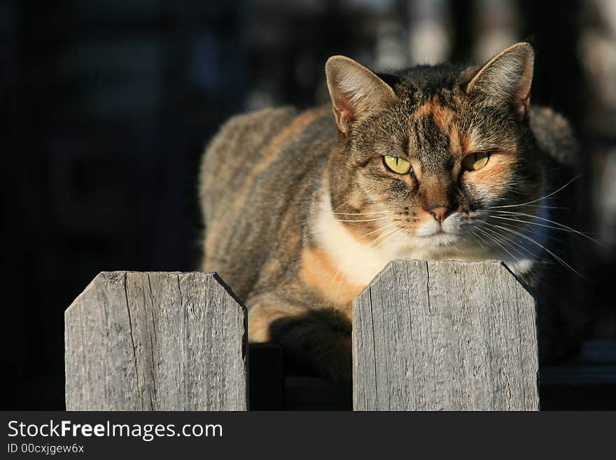 Neighborhood Cat Sitting on the Backyard Fence. Neighborhood Cat Sitting on the Backyard Fence