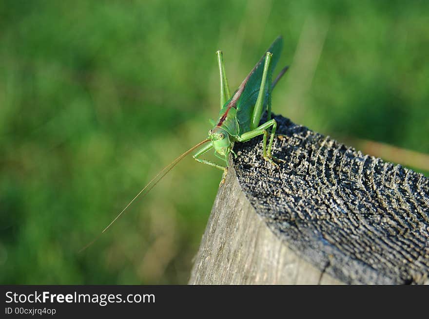 Grasshopper