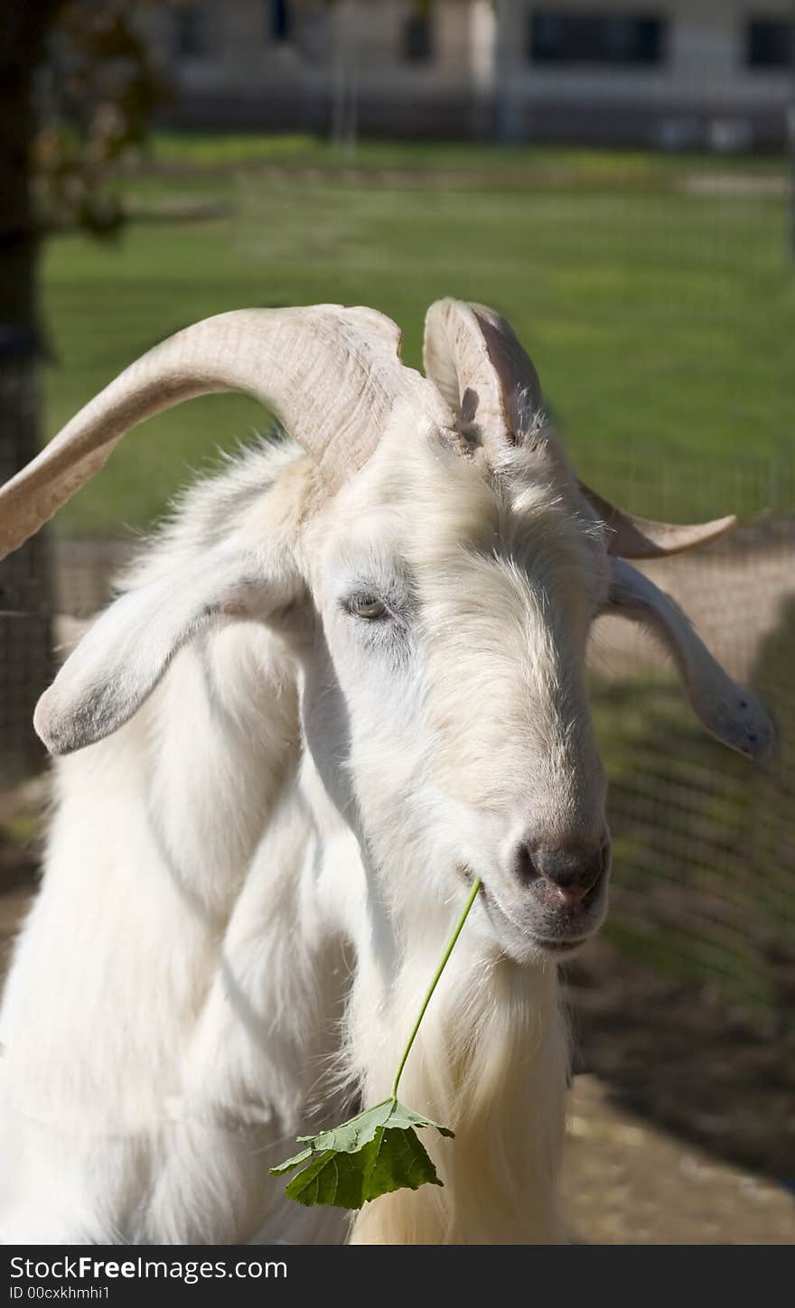 An adult goat eating grass with green background. An adult goat eating grass with green background.