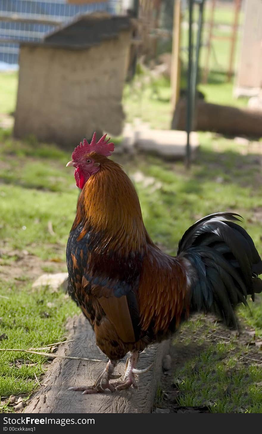 Rooster Portrait