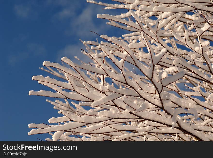 Snowy Branches