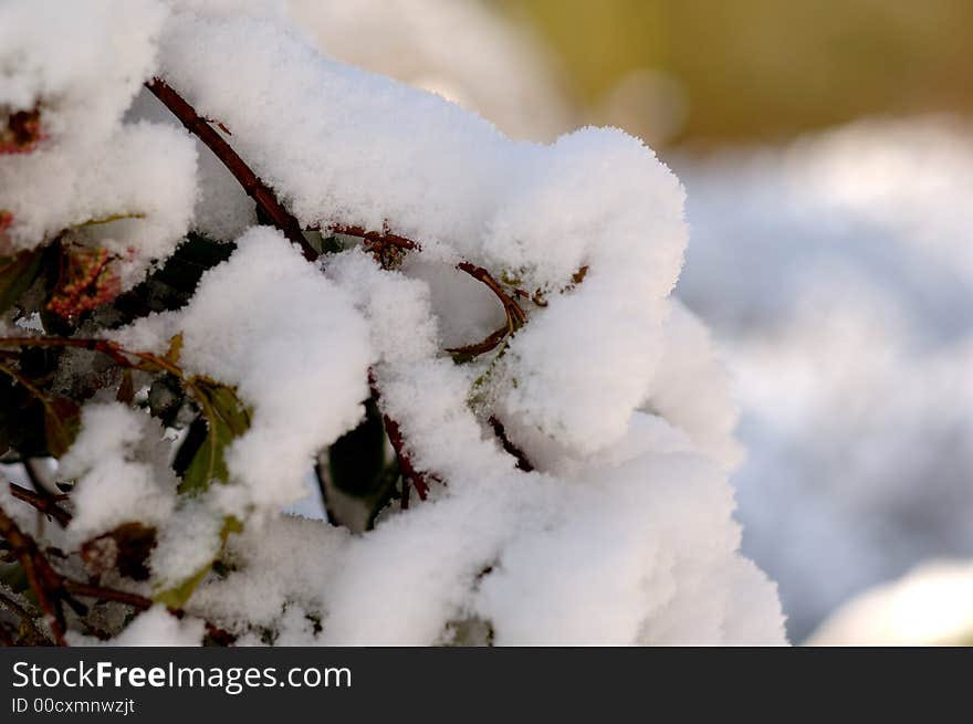 Snowy Branch