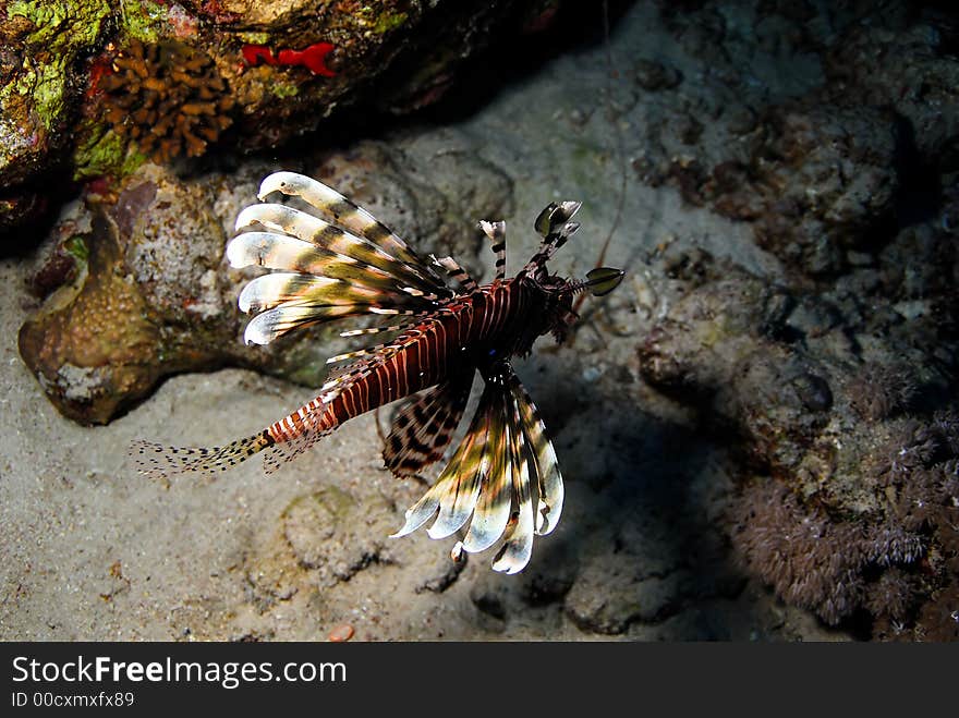 Lion Fish