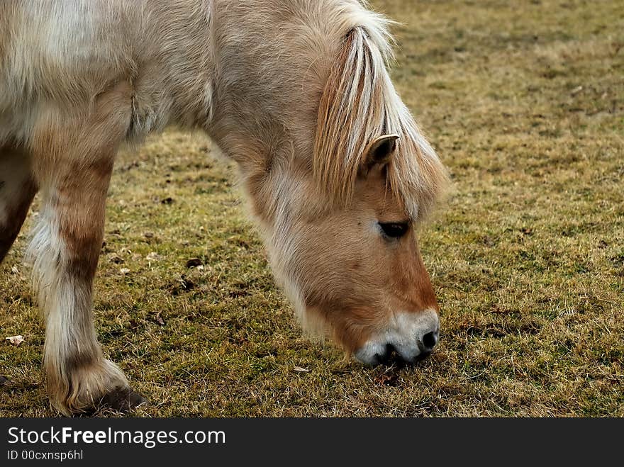 A portrait of a german haflinger horse eating grass.