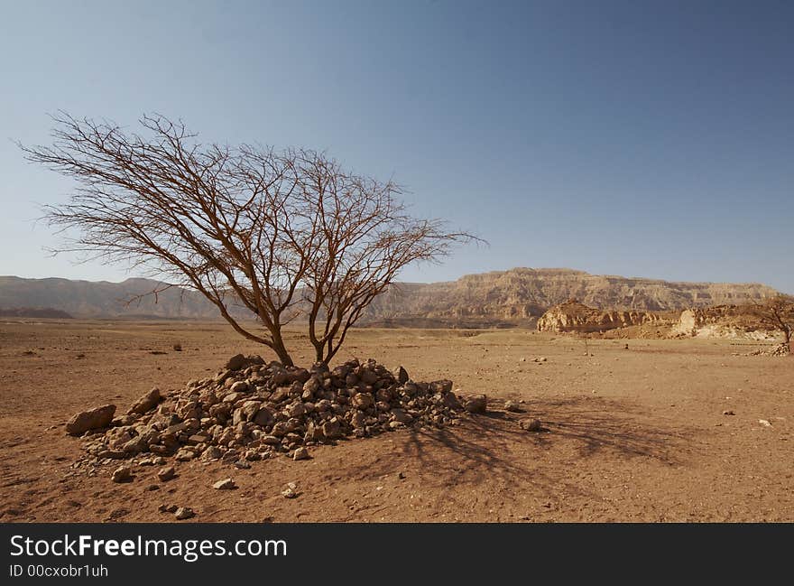 Acacia