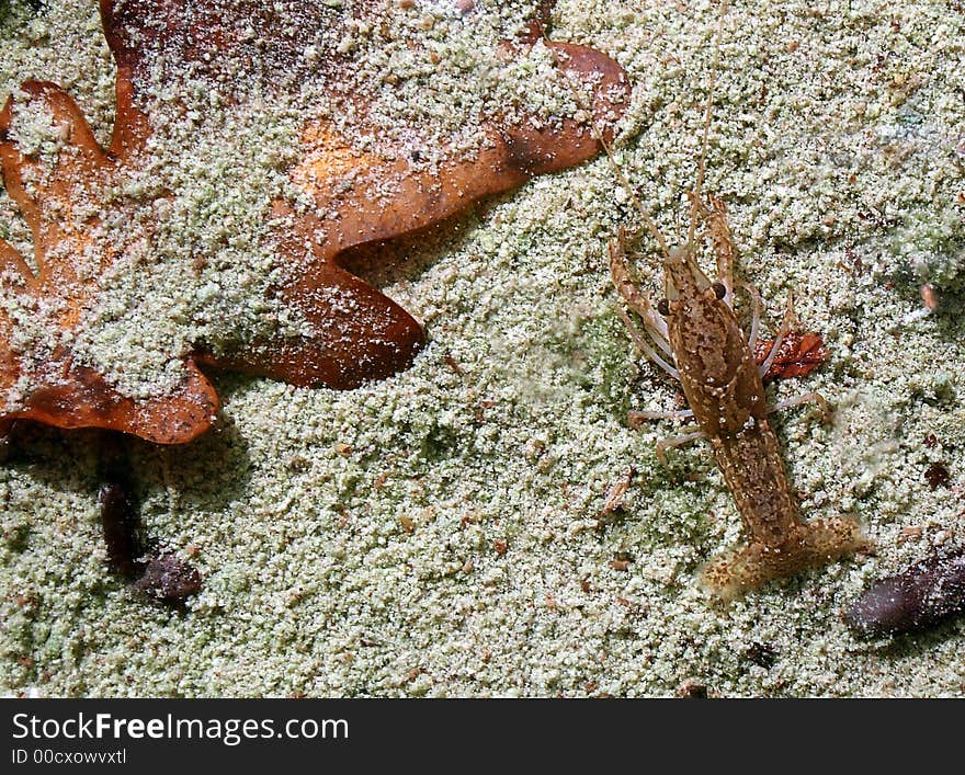 American Red Crayfish (juvenile)