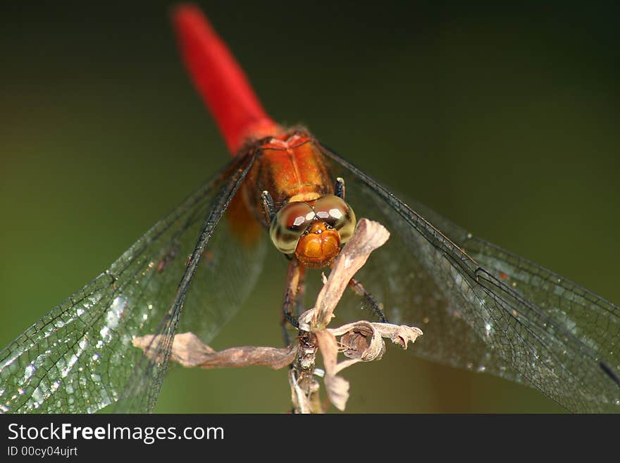 A red dragonfly resting on a small branch. A red dragonfly resting on a small branch