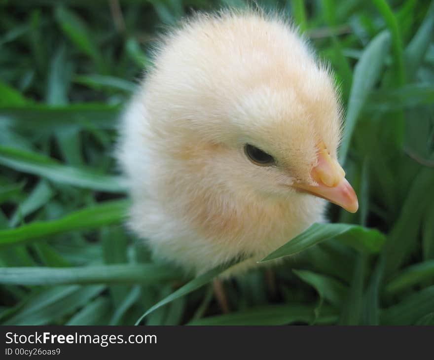 A three day old yellow chick in long green grass. A three day old yellow chick in long green grass