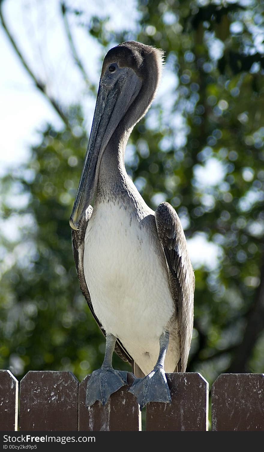 Pelican on the fence